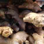 Ginger at the grocery store